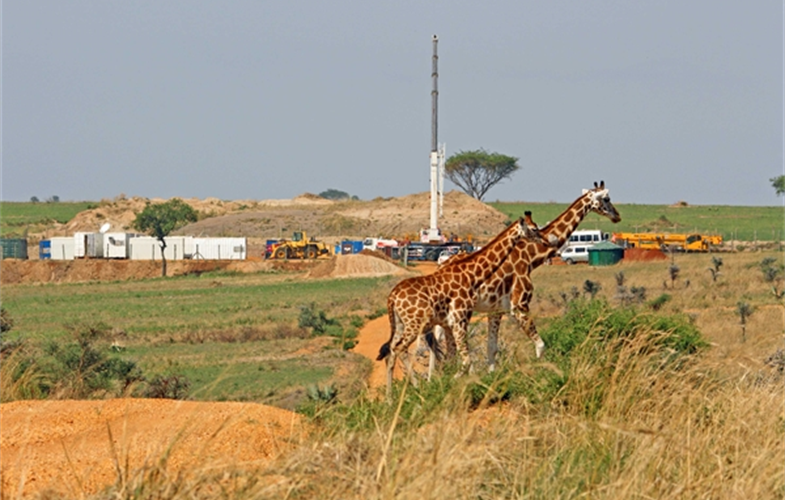 Giraffes and drilling rig CREDIT: Paul Mulondo/WCS